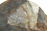 Fossil Ginkgo Leaf From North Dakota - Paleocene #236637-1